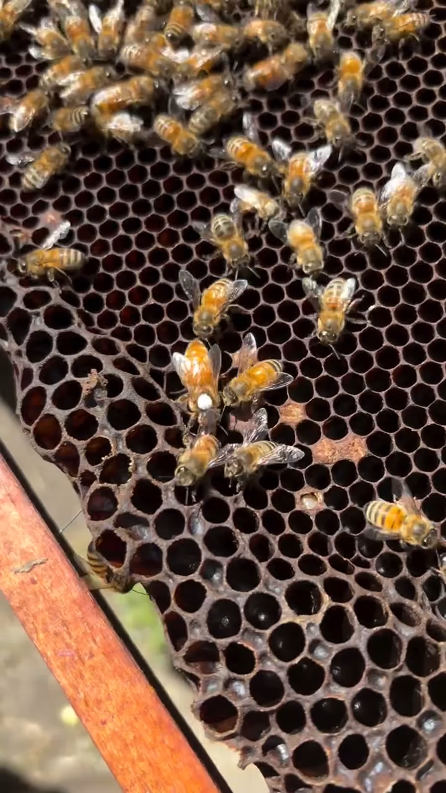 Telai con api e regina in un apiario di Apicoltura Rigosi