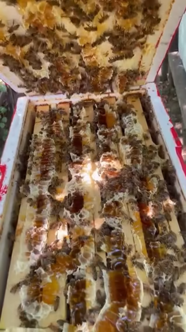 Apiario con melari