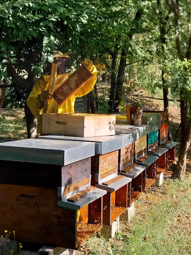 Laboratorio di smielatura di Apicoltura Rigosi